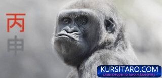 54551350205_afc27ab6df_n-jpg.29386