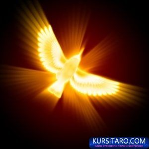 depositphotos_5425345-stock-photo-silhouette-of-a-bird-against-300x300-jpg.16370